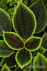 Coleus