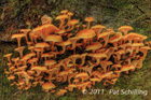 Mushrooms