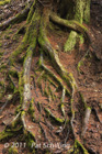 Roots