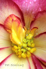 Begonia