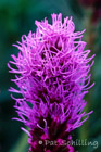 Blazing Star