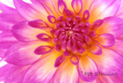 Butchart Dahlia #1