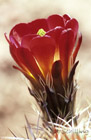 Cactus Flower