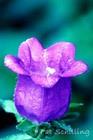 Canterbury Bells