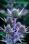 Sea Holly