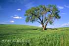 Tree on the Palouse