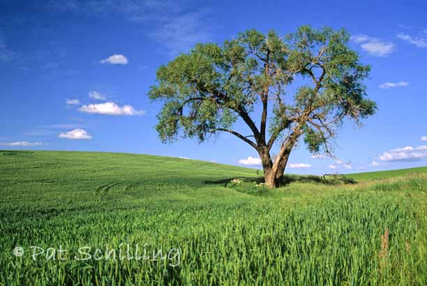 Tree on the Palouse