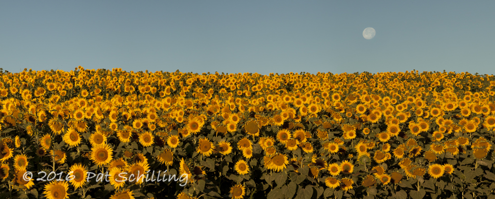 Sunflowers Panorama