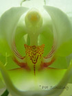 Orchid
