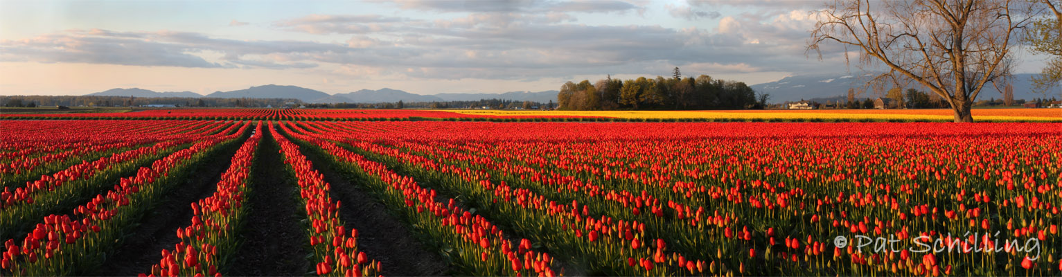 Fields of Tulips