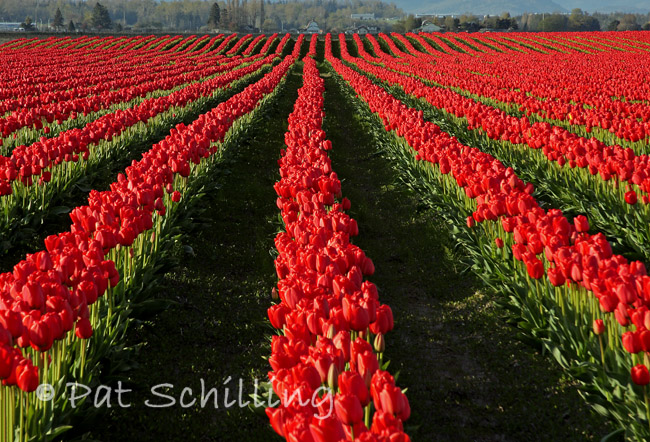 Rows Of Red